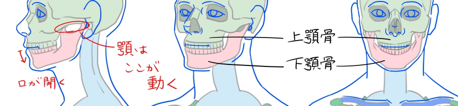 顎の構造