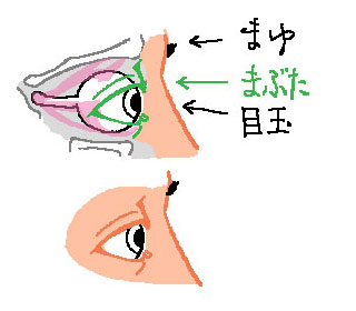 目の構造