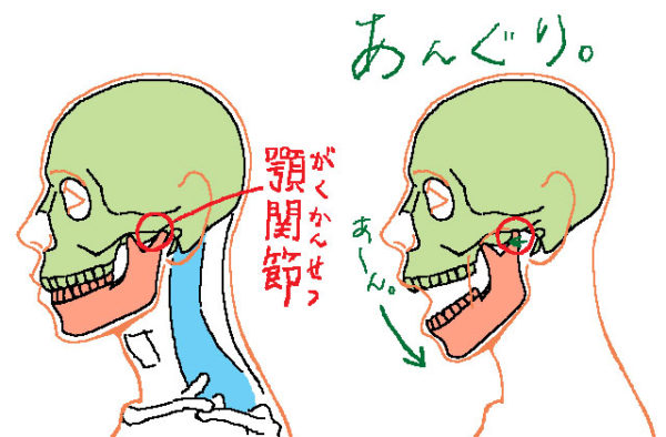 頭部の描き方の前に 首とのつながりや構造を簡単に知ろう