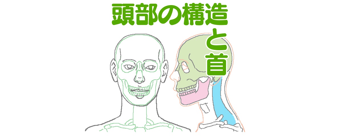 イラストで人を描くには人体構造を知ることが上達の近道