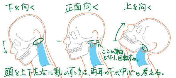 頭部の描き方の前に 首とのつながりや構造を簡単に知ろう