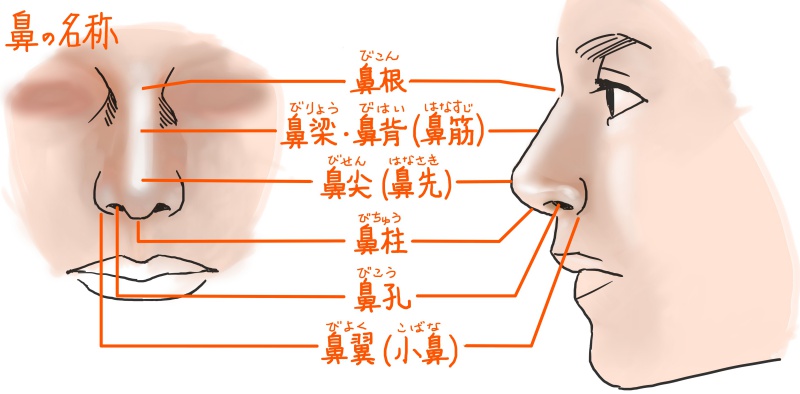 鼻の描き方のコツは 三角形で位置を決めることから始める