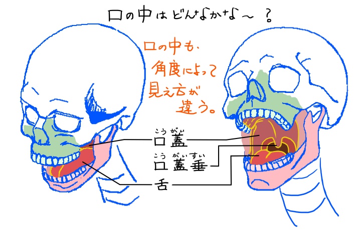 口の中の描き方のコツは 内部の構造と見え方を知ること