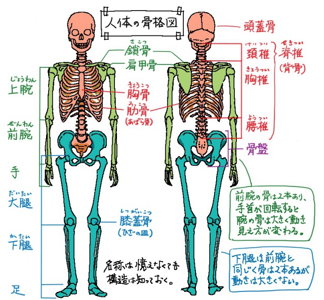 骨の構造
