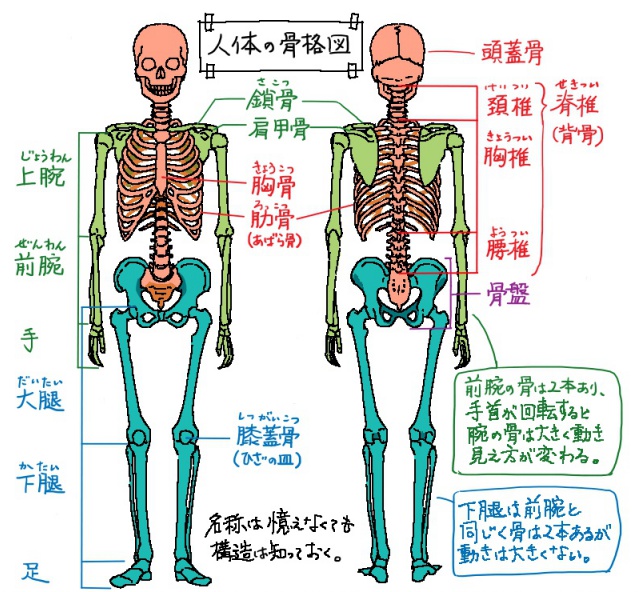 イラストで人を描くには人体構造を知ることが上達の近道