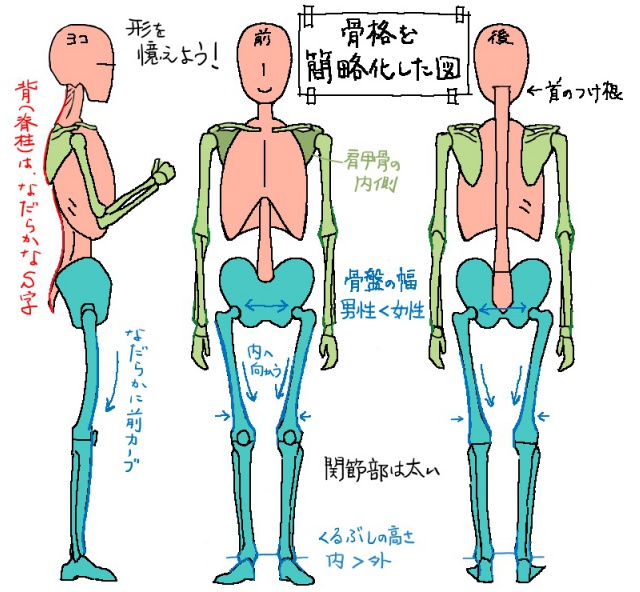 イラストで人を描くには人体構造を知ることが上達の近道