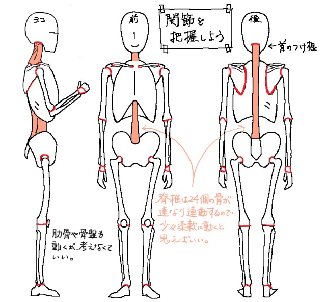 イラストで人を描くには人体構造を知ることが上達の近道