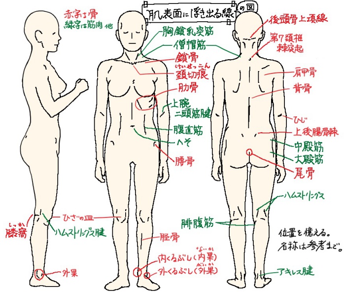 肌表面に浮き出る線