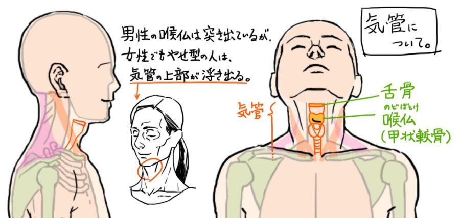 首から頭や体との繋がり 構造を理解するとイラストに役立つ