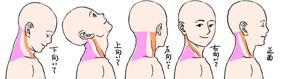 首から頭や体との繋がり 構造を理解するとイラストに役立つ