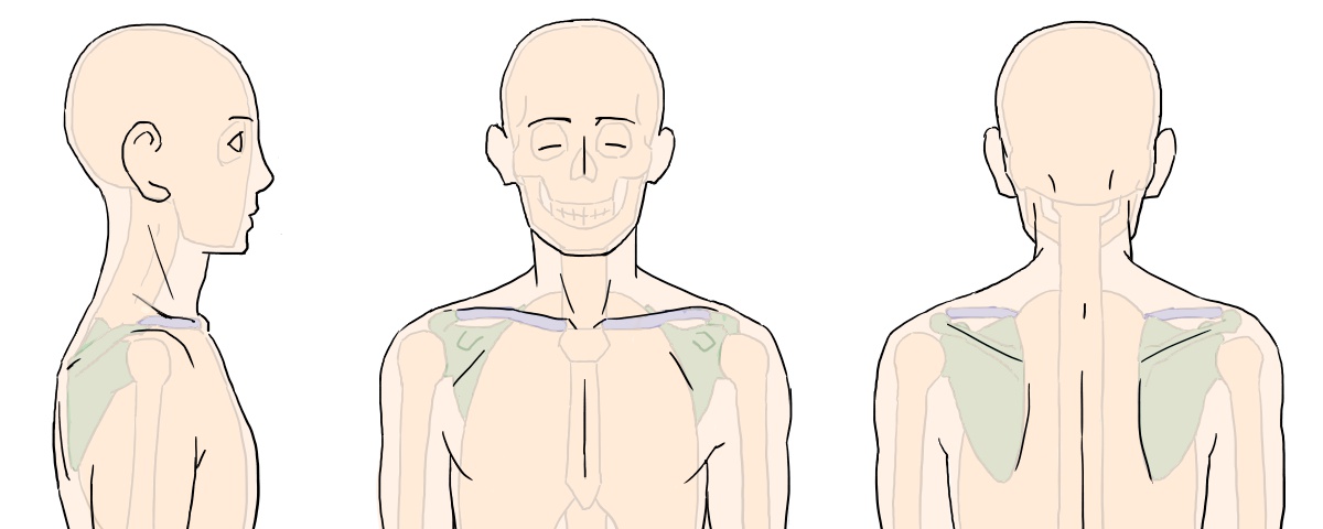 イラストで肩まわりを描くには描き方の前に仕組みを知ろう1