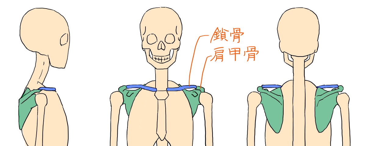 イラストで肩まわりを描くには描き方の前に仕組みを知ろう1