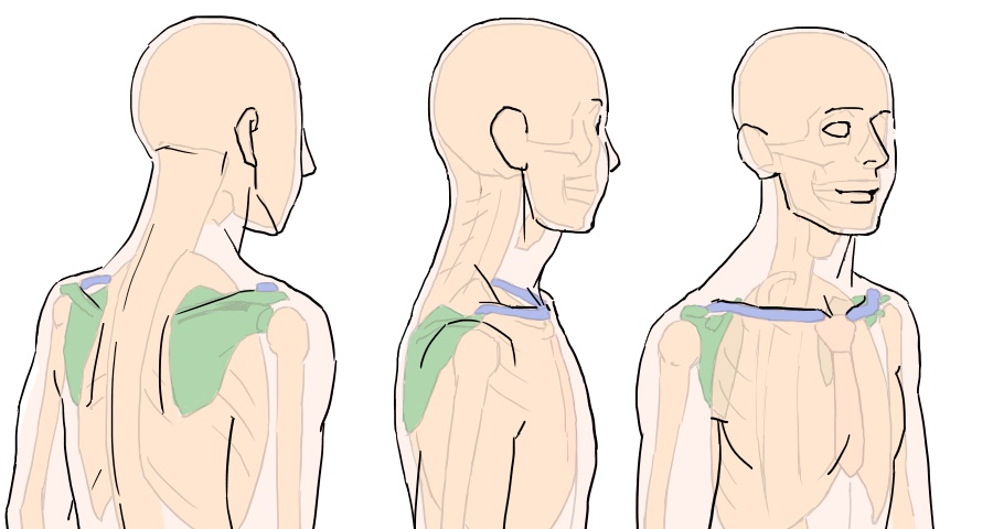 イラストで肩まわりを描くには描き方の前に仕組みを知ろう1