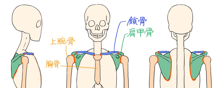 イラストで肩まわりを描くには描き方の前に仕組みを知ろう2