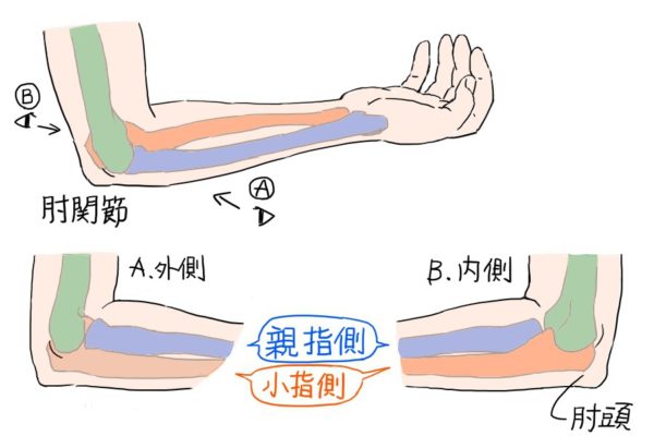 イラストで腕を描くときは手の向きと肘の見え方に注目せよ