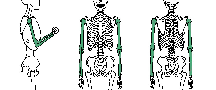 腕の構造からイラストが描きやすくなる手の向きと肘の見え方