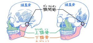 イラストで顎の動きを描くなら、形と構造を知っておきたい。