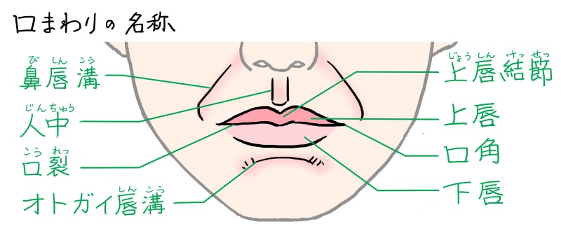 唇の形や大きさはいろいろ 口のイラストを描くなら再確認