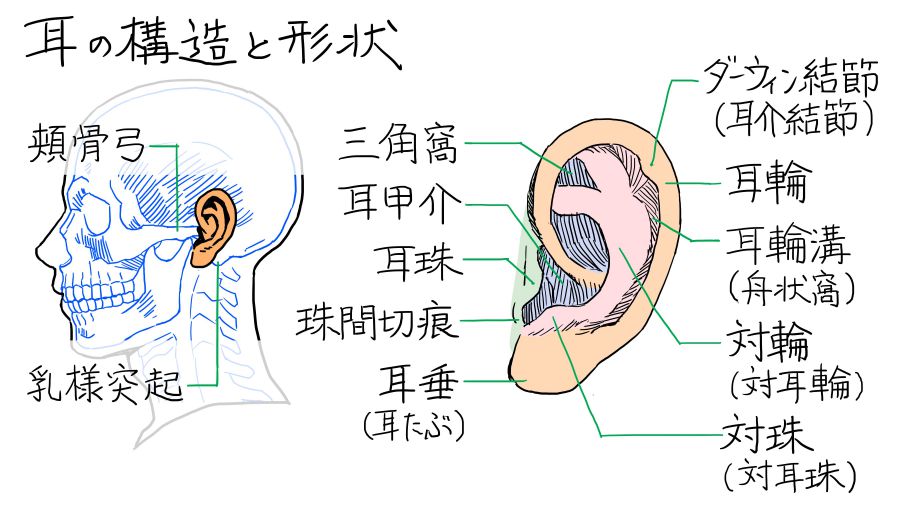 耳の構造と形状、各名称の挿絵