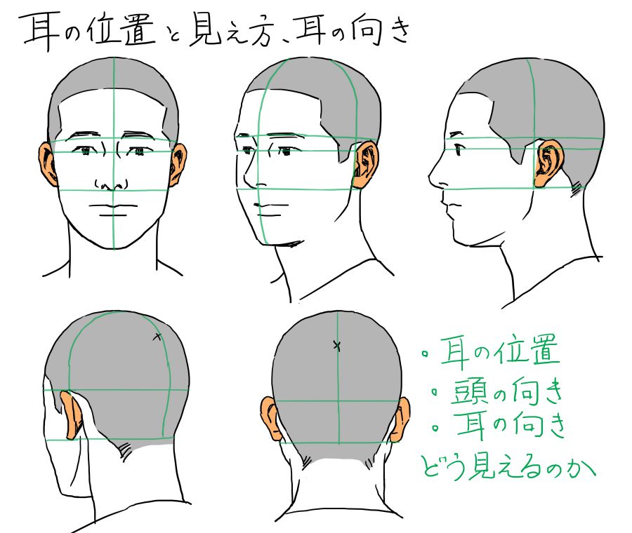 耳の位置と見え方の図