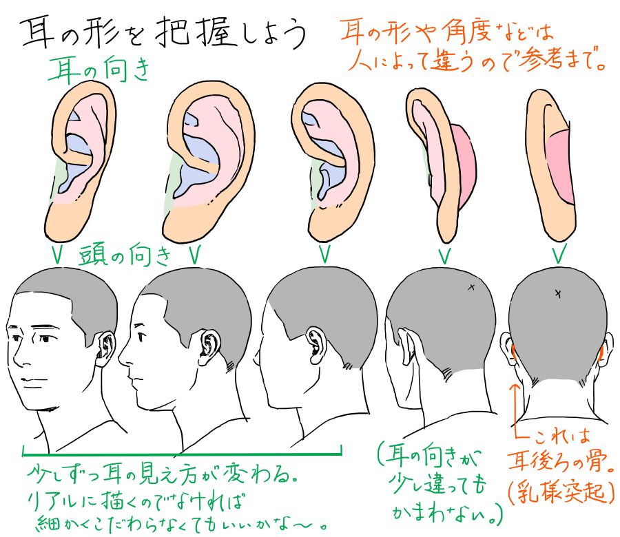 耳の形を角度を変えて見た図