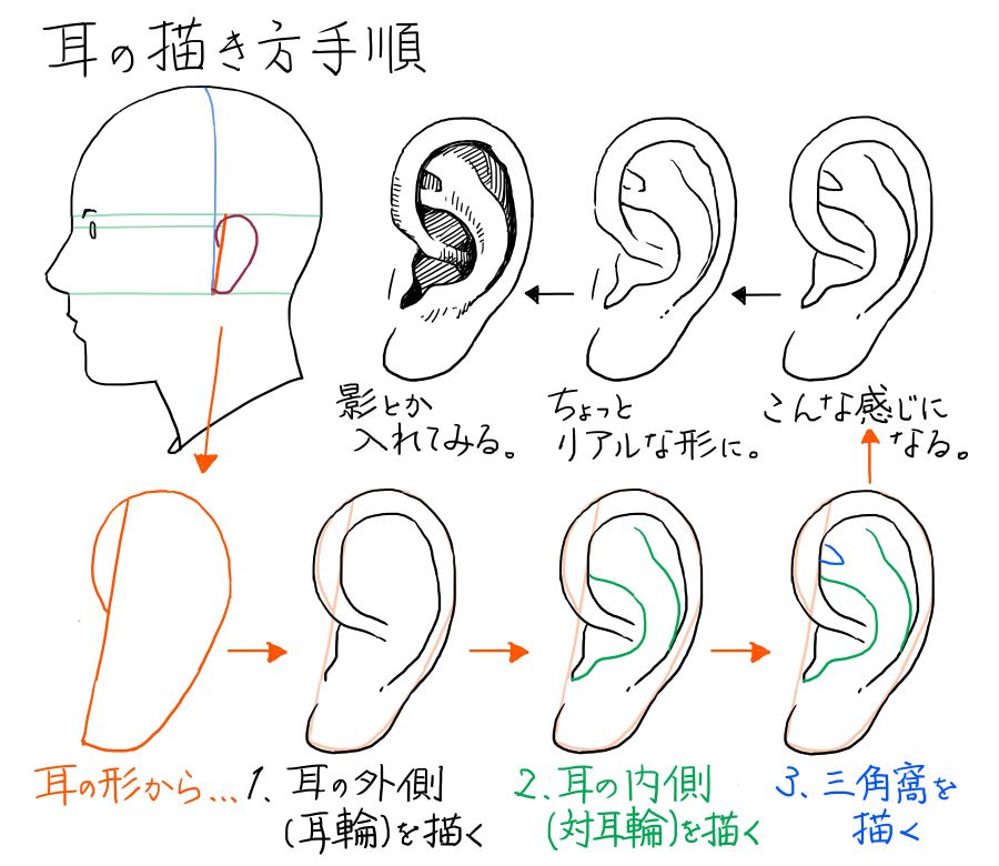 耳の描き方手順の図