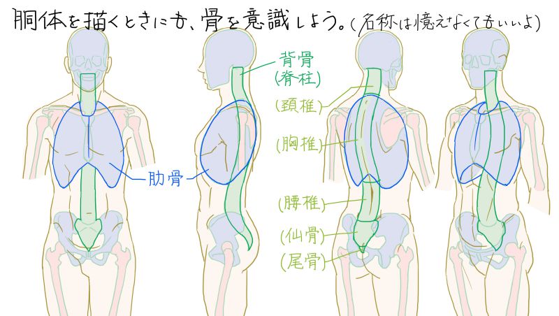 人の胴体の大まかな骨の形の図