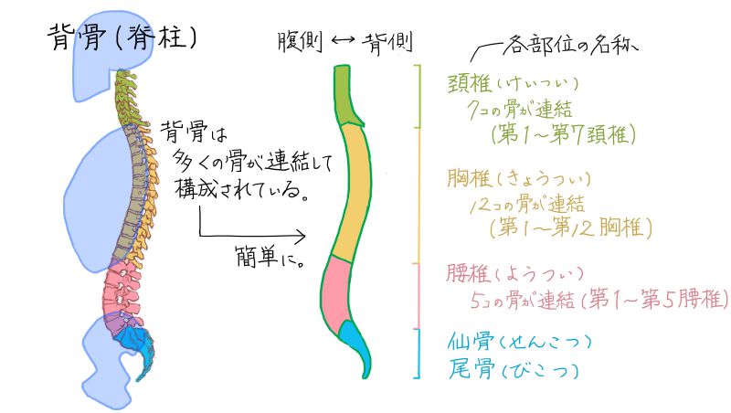 背骨のS字カーブの説明の図