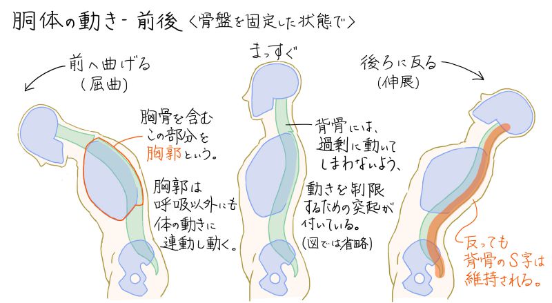胴体(背骨)の前屈と後屈(屈曲と伸展)の図