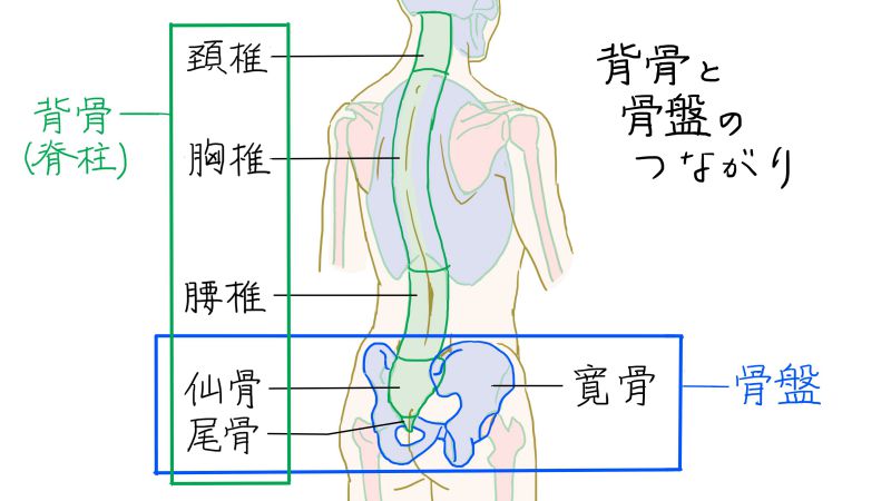背骨と骨盤のつながりの図
