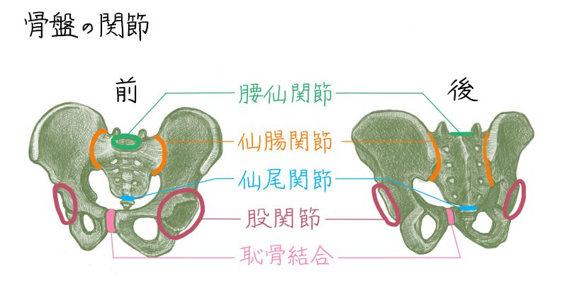 骨盤の関節の図