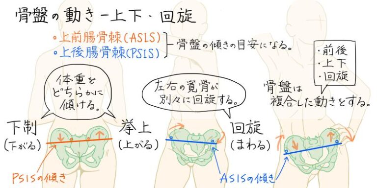 骨盤の構造を理解すると、描ける人体イラストの幅が広がるよ